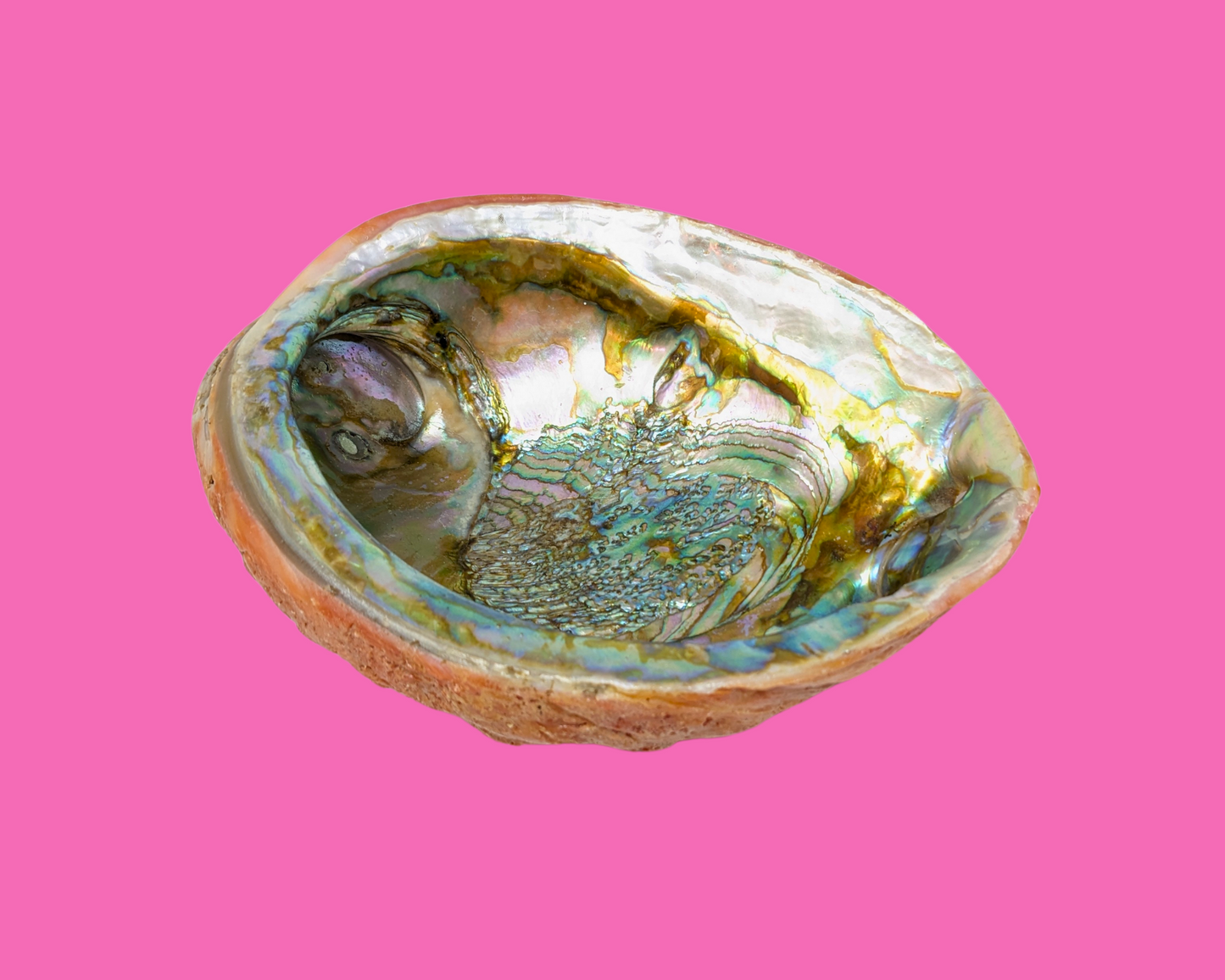 Decorative Sea Shell, Bowl Shaped